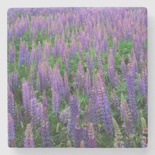 USA, Washington, Clallam County, Lupine Steinuntersetzer