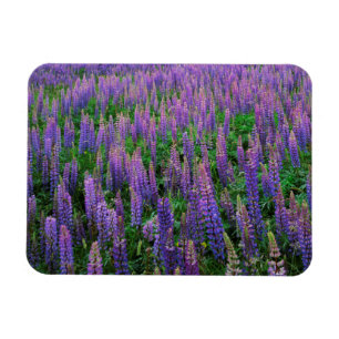 USA, Washington, Clallam Landkreis, Lupine Magnet
