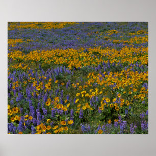 USA, Washington, Columbia River Gorge National Poster