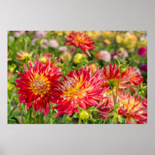 USA, Washington. Dahlia Blume im Garten Poster