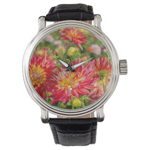USA, Washington. Dahlienblumen im Garten Armbanduhr