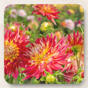 USA, Washington. Dahlienblumen im Garten Getränkeuntersetzer