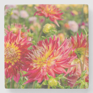 USA, Washington. Dahlienblumen im Garten Steinuntersetzer
