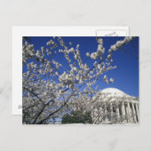 USA, Washington DC. Cherry Blossom Festival und 2 Postkarte (Vorne/Hinten)