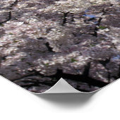 USA, Washington DC. Cherry Blossom Festival und Poster (Ecke)