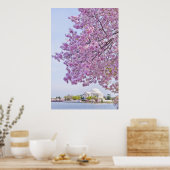 USA, Washington DC, Cherry tree in bloom Poster (Küche)