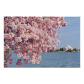USA, Washington DC, Cherry Tree Poster (Vorderseite)