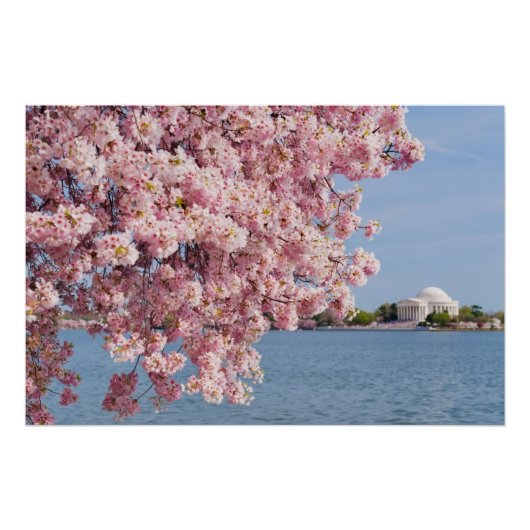 USA, Washington DC, Cherry Tree Poster (Vorderseite)