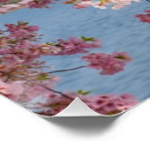 USA, Washington DC, Cherry Tree Poster (Ecke)