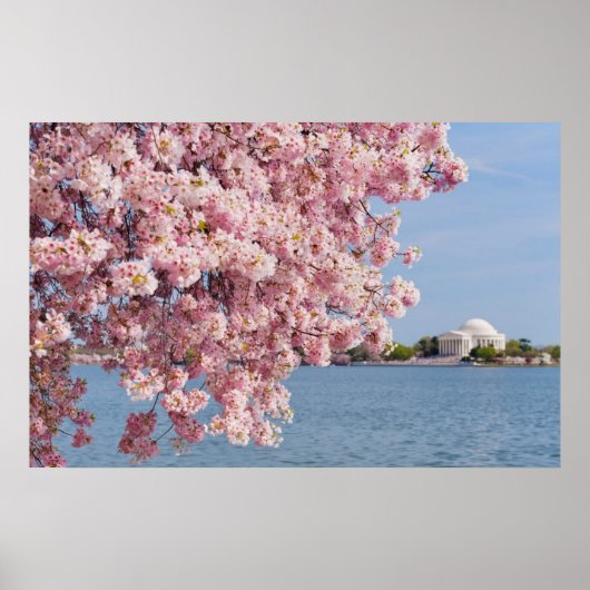 USA, Washington DC, Cherry Tree Poster (Vorne)