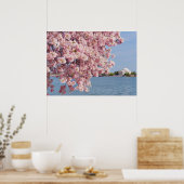 USA, Washington DC, Cherry Tree Poster (Küche)