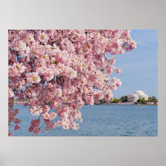 USA, Washington DC, Cherry Tree Poster (Vorne)
