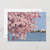 USA, Washington DC, Cherry Tree Postkarte (Vorne/Hinten)