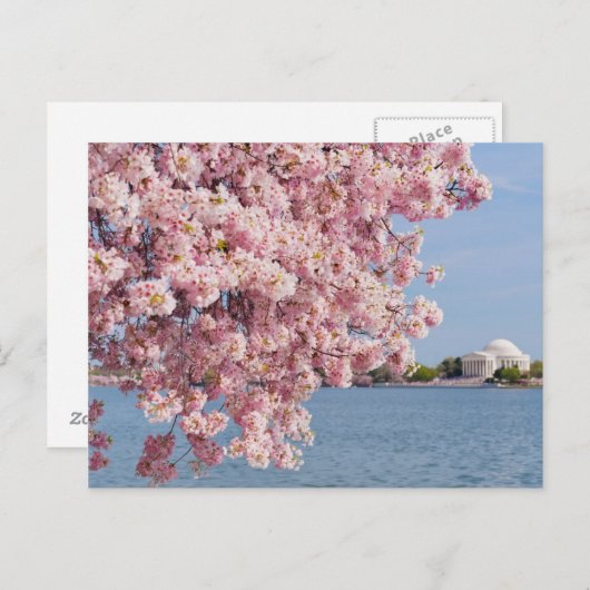 USA, Washington DC, Cherry Tree Postkarte (Vorne/Hinten)