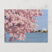 USA, Washington DC, Cherry Tree Postkarte (Vorderseite)