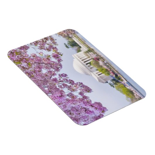 USA, Washington DC, Kirschbaum in Blüte Magnet (Rechte Seite)