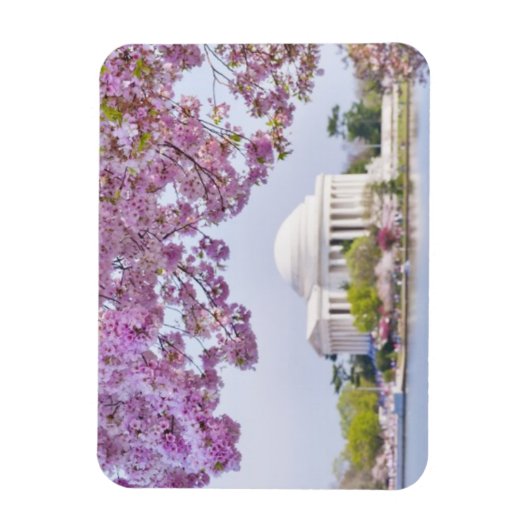 USA, Washington DC, Kirschbaum in Blüte Magnet (Vertikal)
