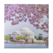 USA, Washington DC, Kirschbaum in der Blüte Fliese (Vorderseite)