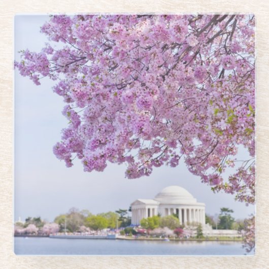 USA, Washington DC, Kirschbaum in der Blüte Glasuntersetzer (Vorderseite)