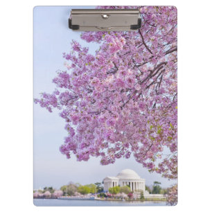 USA, Washington DC, Kirschbaum in der Blüte Klemmbrett