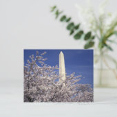 USA, Washington DC. Kirschblüten-Festival und Postkarte (Stehend Vorderseite)