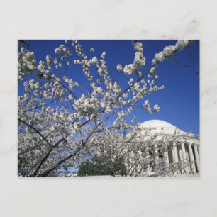 USA, Washington DC. Kirschblütenfest und 2 Postkarte