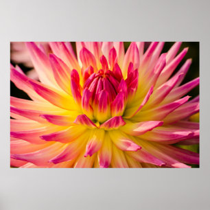 USA, Washington. Detail der Dahlia-Blume Poster
