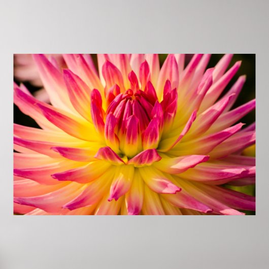 USA, Washington. Detail der Dahlia-Blume Poster (Vorne)