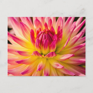 USA, Washington. Detail der Dahlienblüte Postkarte