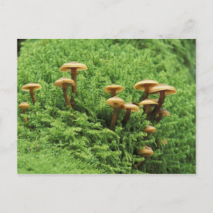 USA, Washington. Farne und Pilze Postkarte