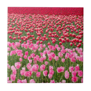 USA, Washington. Feld mit mehrfarbigen Tulpen Fliese