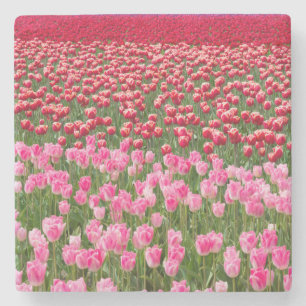 USA, Washington. Feld mit mehrfarbigen Tulpen Steinuntersetzer