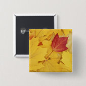 USA, Washington, Finch Arboretum, Red und Button (Vorne & Hinten)
