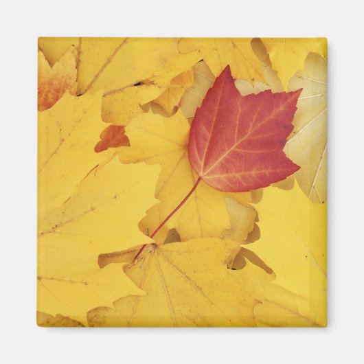 USA, Washington, Finch Arboretum, Red und Magnet (Vorne)