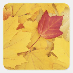USA, Washington, Finch Arboretum, Red und Quadratischer Aufkleber