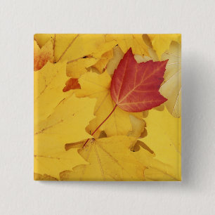 USA, Washington, Finch Arboretum, Rot und Button
