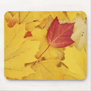 USA, Washington, Finch Arboretum, Rot und Mousepad