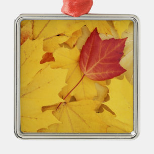 USA, Washington, Finch Arboretum, Rot und Ornament Aus Metall