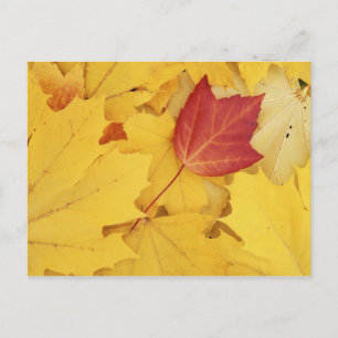 USA, Washington, Finch Arboretum, Rot und Postkarte
