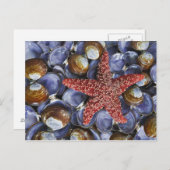 USA, Washington, Hauben-Kanal, Seabeck. Postkarte (Vorne/Hinten)