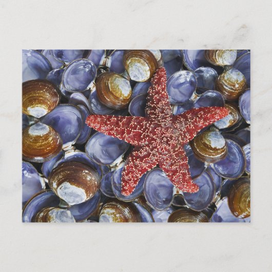 USA, Washington, Hauben-Kanal, Seabeck. Postkarte (Vorderseite)