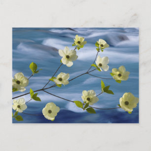 USA, Washington, Hood Canal. Pazifische Kornelkirs Postkarte