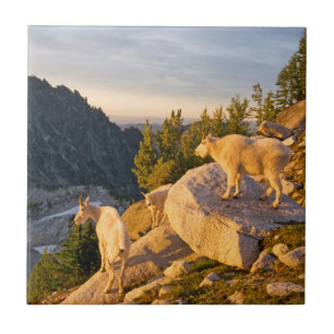 USA, Washington, Kaskadenkette 4 Fliese