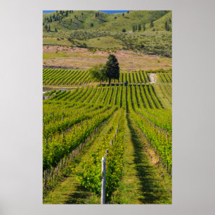 USA, Washington, Lake Chelan. Weinberg 2 Poster