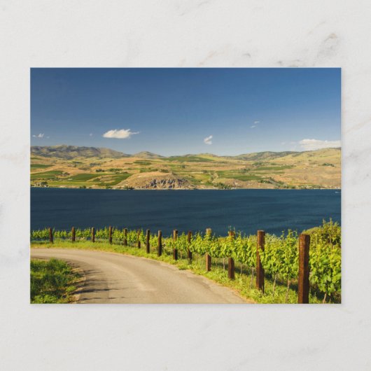 USA, Washington, Lake Chelan. Weinberg Postkarte (Vorderseite)