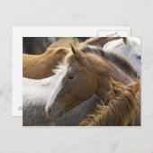 USA, Washington, Malaga, Pferdekopfprofil in Postkarte (Vorne/Hinten)