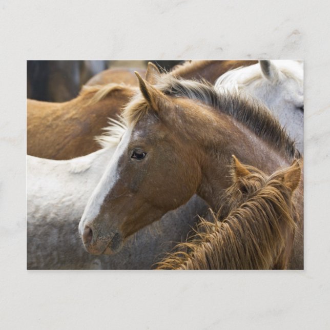 USA, Washington, Malaga, Pferdekopfprofil in Postkarte (Vorderseite)