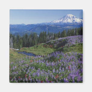 USA, Washington Mt. Adams Wilderness, Wiesen Magnet