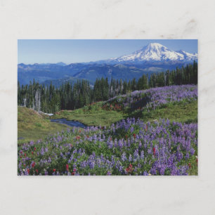 USA, Washington Mt. Adams Wilderness, Wiesen Postkarte