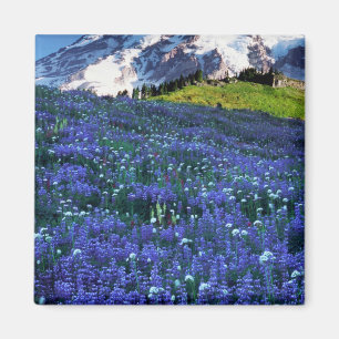 USA, Washington, Mt. Rainier Nationalpark. Berg Magnet